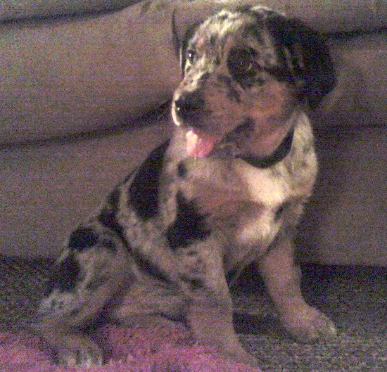 A little merle colored puppy sitting down leaning against a couch