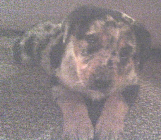 A merle patterned puppy with ears that fold to the sides laying down