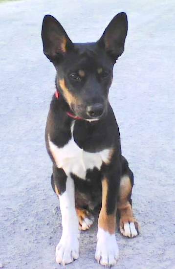 A tricolor, black, tan and white puppy with large ears and big paws sitting down in a driveway