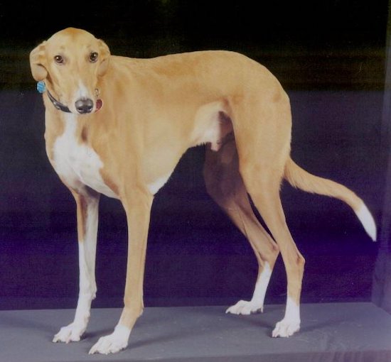 A tall tan and white dog with very long legs, a long tail and thin muzzle with dark eyes and a black nose standing