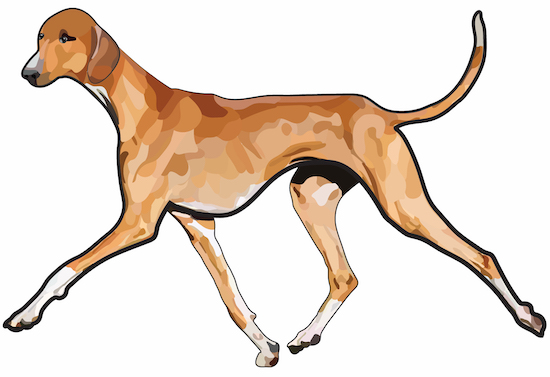A drawing of a tan and white long-legged, tall dog with a long thin tail trotting forward