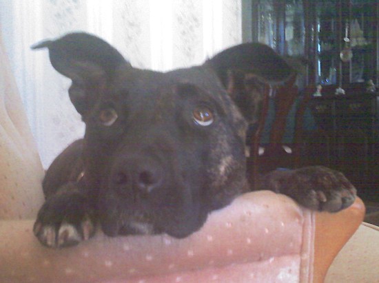 A dark brown brindle dog with ears that stick out to the sides and a white chest sitting down in front of a glass door