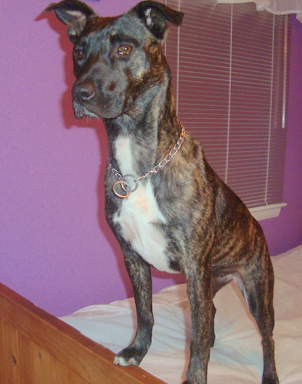 A brown brindle dog with a white chest, brown eyes and a black nose standing up on a person's bed