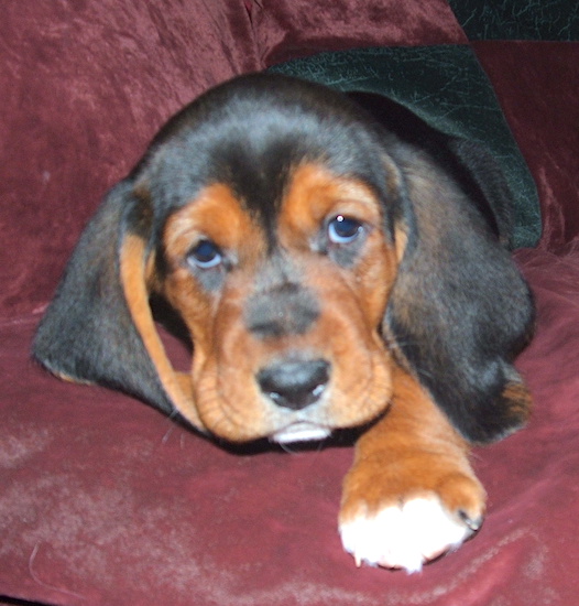 A little tricolor hound-looking black, tan and white puppy with long soft ears laying down