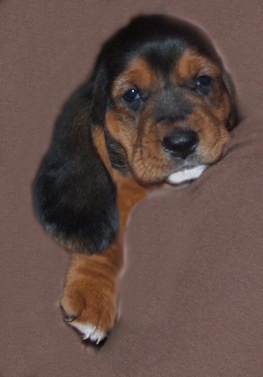 A little black, tan and white puppy with a boxy muzzle, little black nose, dark droopy eyes and long soft hanging ears