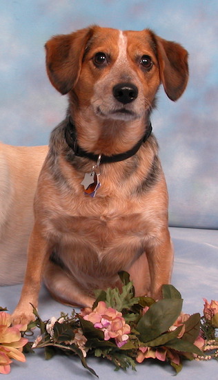 A fawn, black, tan and white dog with a wide chest, large round brown eyes, a large black nose and ears that hang to the sides sitting down