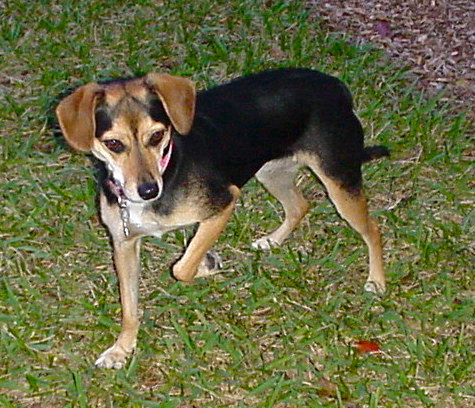 A tricolor, black, tan and white dog with hanging ears folding towards the front of the head, dark eyes and a black nose standing in grass with one paw in the air