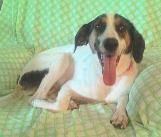 A tricolor dog with a white body with a symmetrical tan and black face, long ears that hang to the sides, a black nose and dark eyes laying down on a green and white checkered sheet