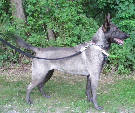 A shorthaired gray dog with a black face standing outside in grass