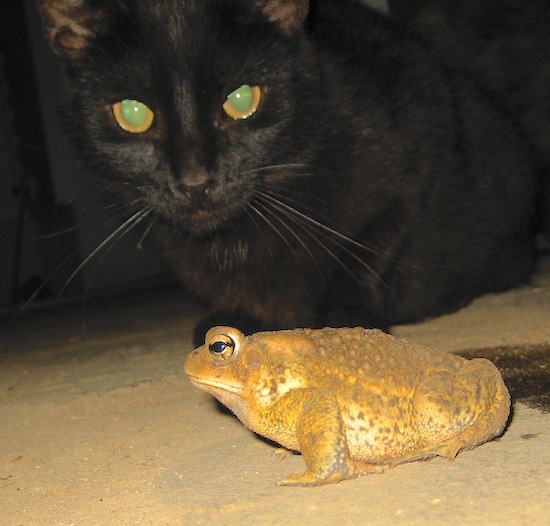 Close-up picture of a black cat with glowing green and yellow eyes looking down on a big toad