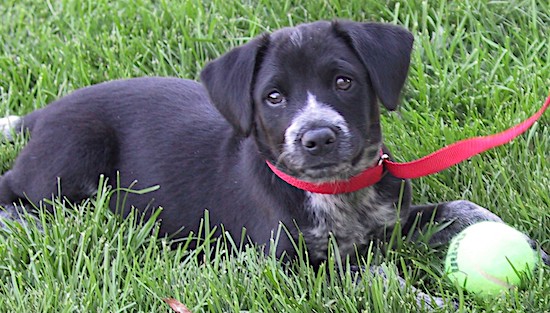 A little black puppy with white markings wearing a red collar laying down in the grass with a tennis ball