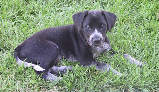 A small black with white puppy laying down in the grass