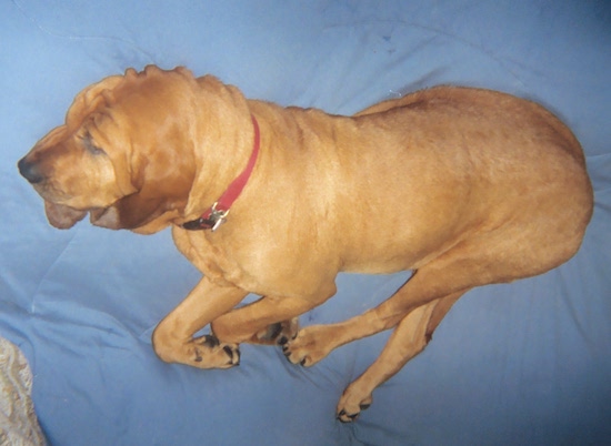 A large breed, red colored dog with extra skin, a long, big wrinkly head with long soft ears sleeping on a blue blanket