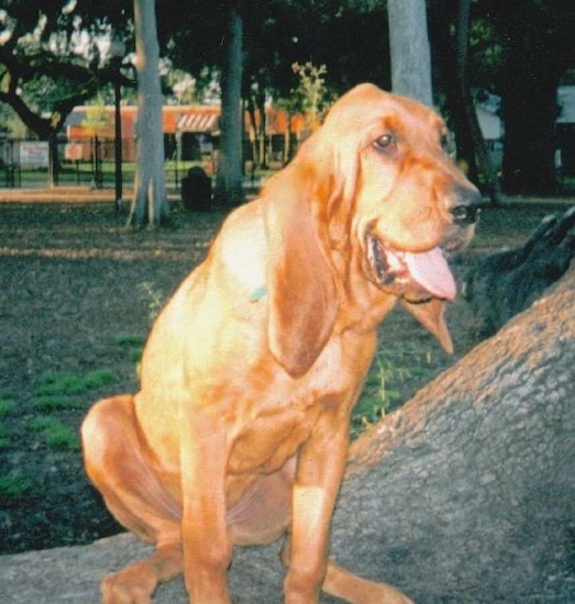 red bloodhound puppies