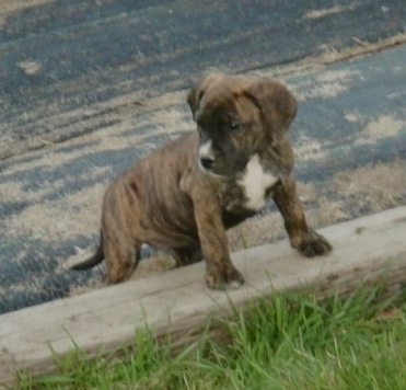 A little brindle, black and white puppy standing outside in a road with her front paws on a curb