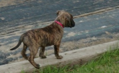 A brown brindle puppy with a long tail and ears that hang to the sides walking on a curb
