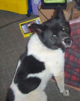 A large breed black and white thick-coated dog with a large head and small ears that stand up to a point sitting down