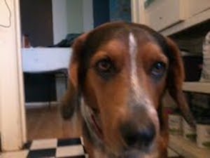 Close up head shot of a tricolor hound looking dog with long hanging ears, brown eyes, a long muzzle and a black nose inside a house