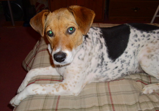 A tricolor tan, black and white dog with tan and black ticking spots on her body laying down