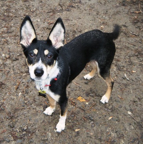 A tricolor black, tan and white dog with large stand up ears outside looking up