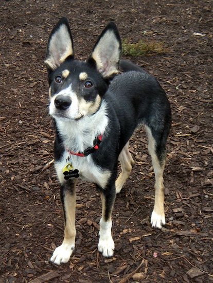 A medium-sized black, tan and white dog with large ears that stand up to a point, wide round dark eyes and a black nose standing outside
