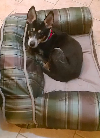 A tricolor, medium-sized dog laying down in a green and tan dog bed