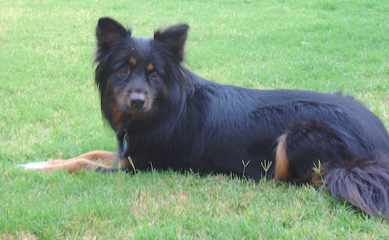 A longhaired black dog with tan markings and white paws, dark eyes, a black nose and ears that stand up to a point with long fur hanging from them laying down in grass