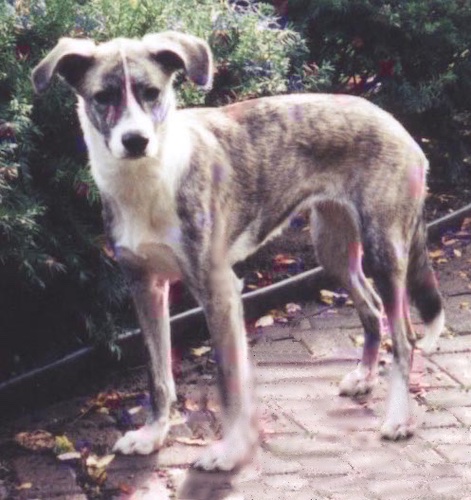 A brindle dog with white patchest standing outside on a stone walkway