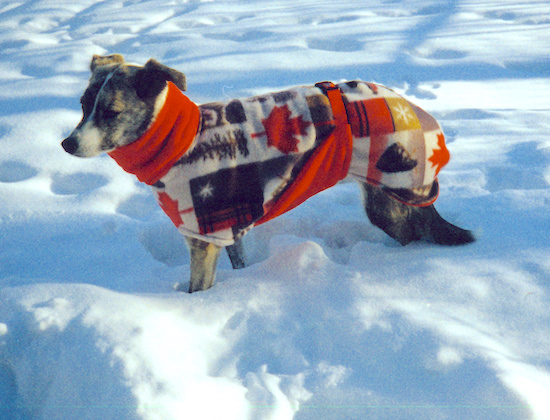 A brindle and white dog wearing a red and black coat standing outside in deep snow