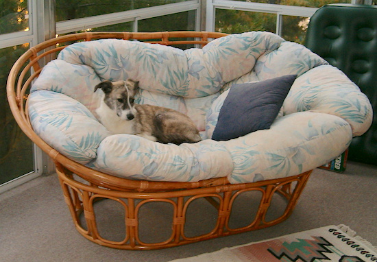 A brown brindle dog with white patches laying on a large wicker chair on top of a fluffy cushion