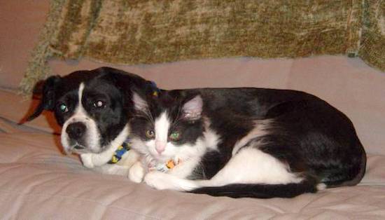 A black and white small breed dog laying down with a black and white kitten