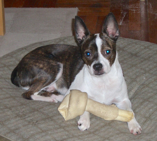 A little dark brown brindle and white dog with large ears that stand up to a point round eyes and a black nose with a bone laying across his front legs
