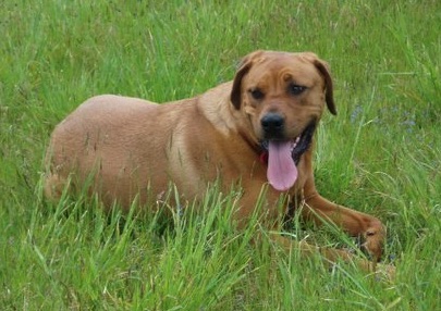 A large breed fawn mastiff-looking dog with ears that hang to the sides, a large head a thick body laying in grass