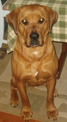 A big, fawn red colored dog with a wide chest that has two patches of white on it sitting down next to a table