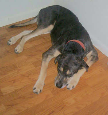 A large breed black and tan dog with long legs laying down sleeping on a wooden floor