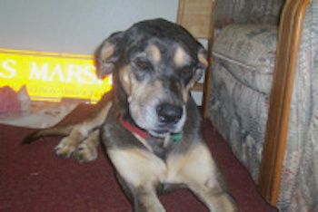 A black, tan and gray large dog with a big head wearing a red collar laying down next to a chair