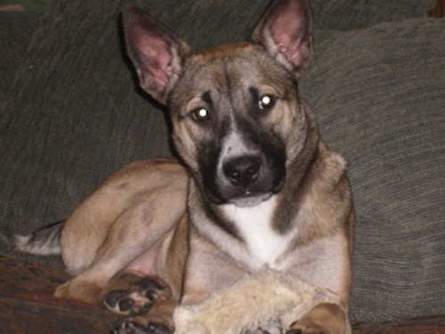 A tan, black and white dog with a large head and ears that stand up to a point laying down on a brown couch