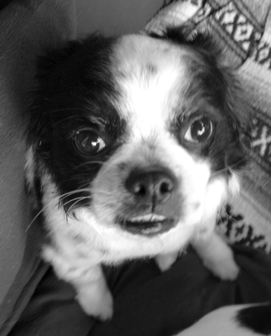 A black and white picture of a black and white small breed dog with an underbite sitting down