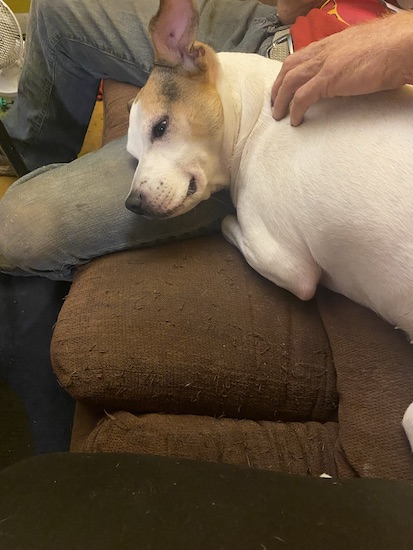A dog with a white body and tan on her face laying down on a couch with her head on a person's lap