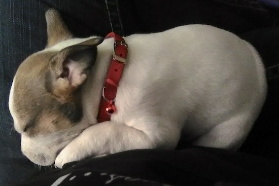 A little white puppy with tan on her face wearing a red collar laying down sleeping