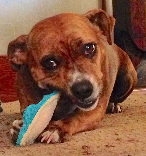 A brown brindle dog with wide set ears, a large forehead, dark eyes and a black nose laying down chewing on a blue and white sponge