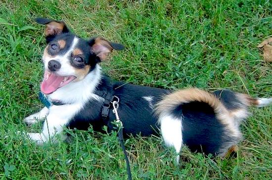 A tricolor, tan, black and white small dog with rose ears and a tail that curls up over her back laying in grass