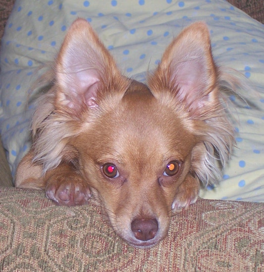 A fawn colored small dog with a brown nose and brown eyes layng down