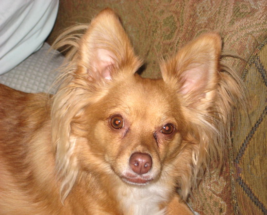 A long coated red colored dog with longer fringe hair coming from his stand up ears down to his neck laying down