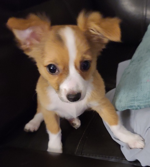 A small soft-looking, fawn and white puppy with ears that stick up and fold over at the tips sitting down