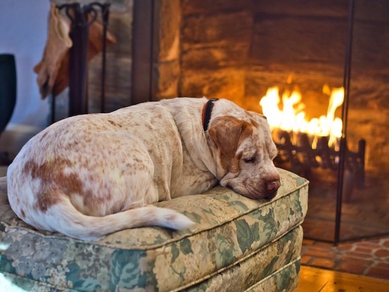 A thick bodied red ticked dog with a large head and wrinkles sleeping on an ottoman in front of a lit fireplace