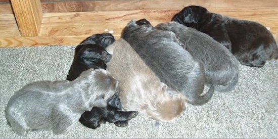 A newborn litter of 6 puppies, three silver, two black and one silver-fawn colored