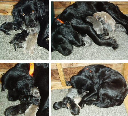 A collage of for pictures of a black Cocker Spaniel mother with her litter of 6 newborn Cocker Chow puppies