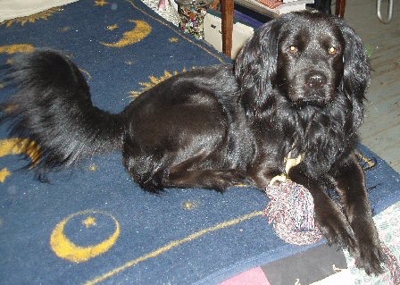 A thick-coated, shiny-black dog with long hanging thick, furry ears and long fringe hair flowing from his long, full-sized tail laying down