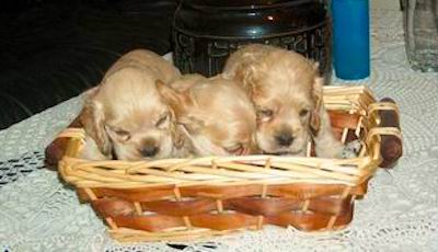 A litter of three tan and cream colored puppies in a wicker basket